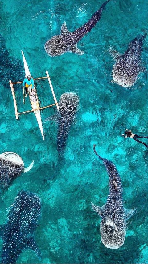 OSLOB WHALE WATCHING with SNORKELING AND TUMALOG FALLS